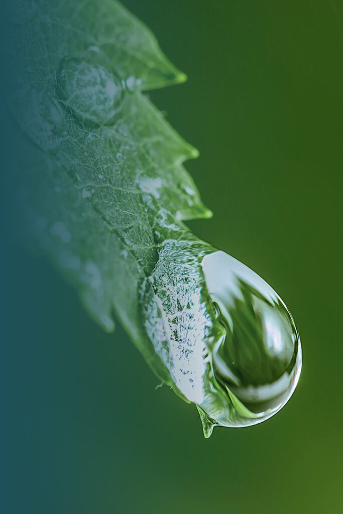 Drip Hydro Feed your fire. Drip Hydro