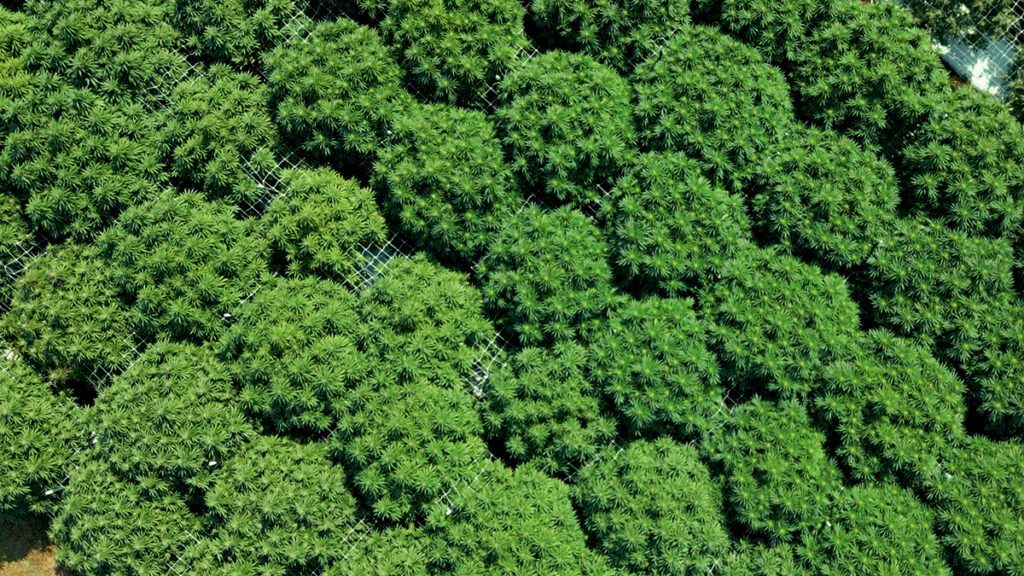 aerial view of outdoor cannabis farm